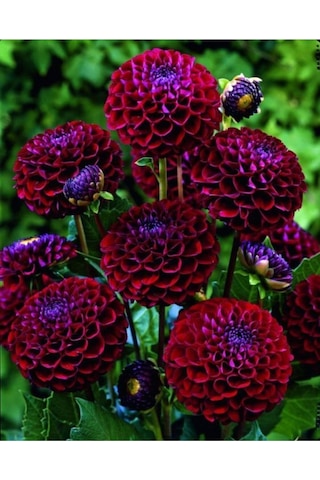 Bordo Renkli Yıldız Çiçeği Soğanı 2 Adet - ADAFDN0394