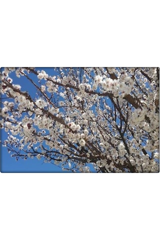 Çiçeklendirici Fosforlu Gübre -P (1 KG)