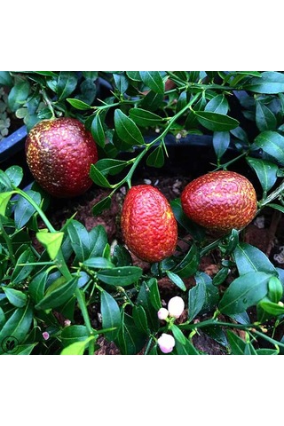 3 Yaş Blode Lime Kırmızı Limon Fidanı