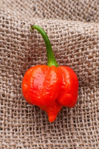 Tohum Dünyam Dünyanın En Acısı Trinidad Scorpion Biber Tohumu / 10+ Adet Tohum