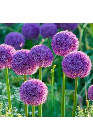 Allium Çiçeği Tohumu Mor Renk 5 Adet Tohum