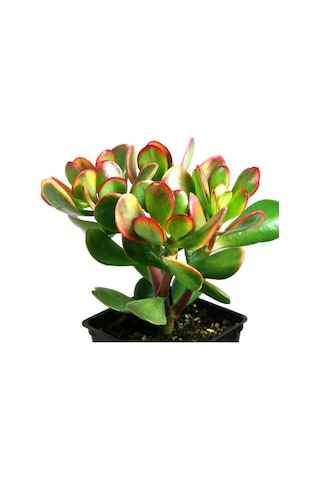 Para Çiçeği Crassula Ovata 50 Adet