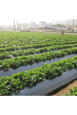 Çilek Mulch Naylonu 50 Cm X 1000 Metre Siyah Taban Örtüsü Pidok Çilek Mulch 30 Micron Uv Li Sebze Naylonu