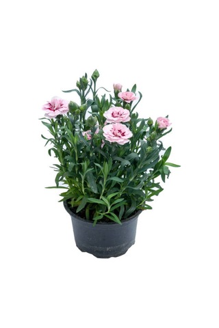 Küstüm Çiçeği 1 Adet 4 Kök 8/10cm + Pembe Karanfil Çiçeği 10-15cm