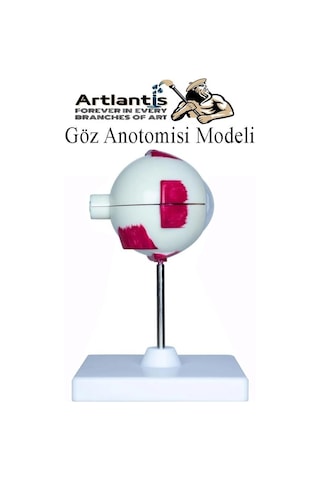 Göz Anatomisi Modeli 1 Adet İnsan Gözü Anatomik Modeli Deney Bilim