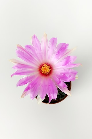 Thelocactus Bicolor Özel Tür Kaktüs 5.5 Cm Saksıda