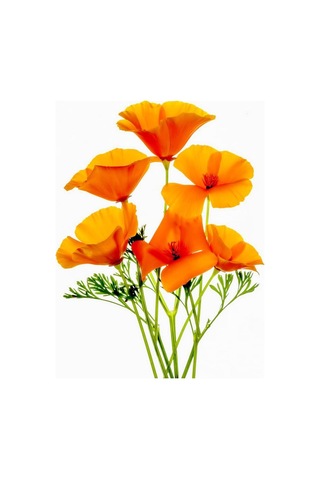 Turuncu Gelincik Çiçeği Tohumu Doğal 30 Tohum