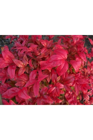 Cennet Bambusu Bitkisi Nandina Domestica 25-30 Cm Saksıda