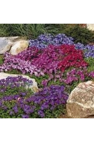 50 Adet Tohum Mor Kraliyet Halısı Çiçeği Tohumu Mezar Kabir Çiçeğ