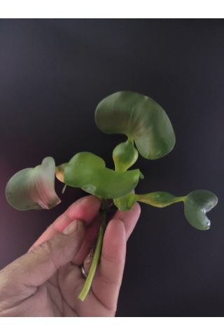 Eichhornia Crassipes Su Sümbülü M Boy Canlı Akvaryum Bitkisi - Adet 5-6 Yaprak