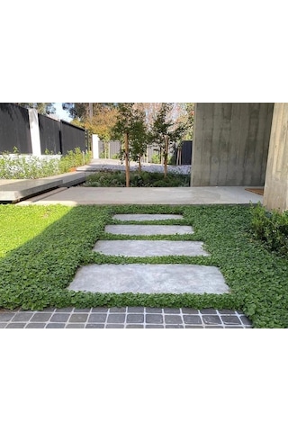 Dichondra repens Fare kulağı çim tohumu 1000 gr