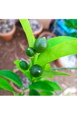 Limon Ağacı Fidanı Saksılı Bodur Yediveren Mayer