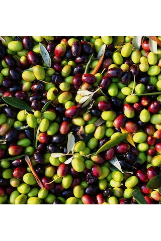50 Adet 2 Yaş Gemlik Trilye Sofralık Zeytin Fidanı Paketi