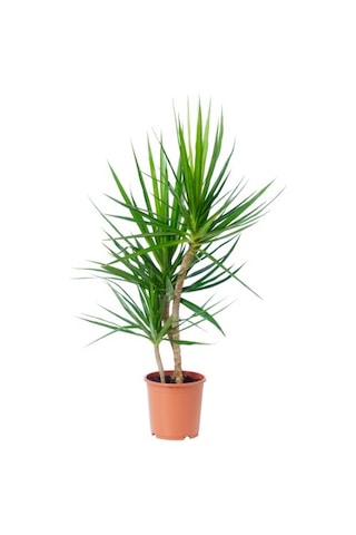 Dracena - Marginata Çiçeği  İki Dallı  50x70 Cm 1741