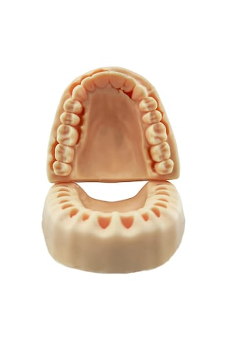 Barışhan Medikal Silikon Çene Diş Dikiş Modeli Ortodontik Alt Üst Çene Periodontal Sütür Eğitim Modeli-5