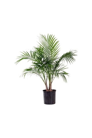 Cocos Palmiye Ağacı Tohumu Cocos Nucifera Hindistan Cevizi Ağacı Tohumu 3 Adet Tohum