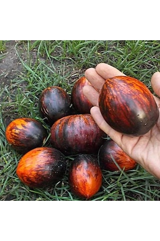 Siyah Kırmızı Gargamel Domates Tohumu 15 Tohum