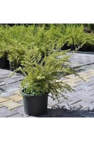 Bodur Hanımeli Saksıda 20-40 CM