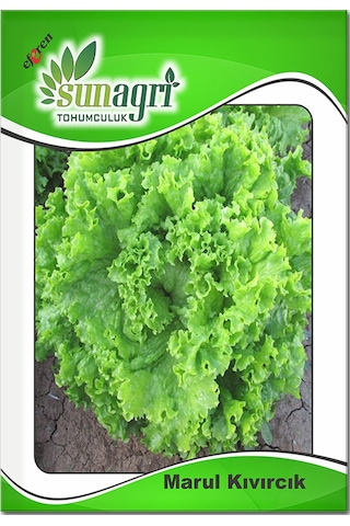 Bykurt Sunagri Kıvırcık Marul Tohumu - Gevrek Yapraklı Sıcak Toleranslı Sofralık Kalite Kıvırcık Marul Tohumu