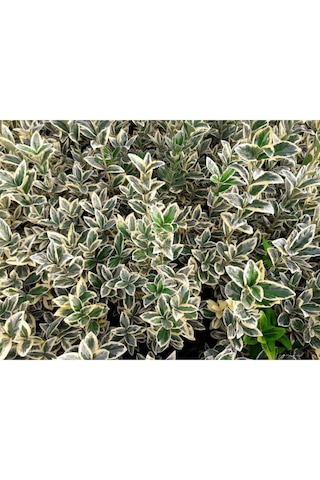Taflan Brvo 30-50 Cm