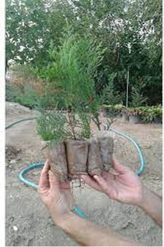 Videolu Hoş Kokulu 20 Adet Leylandi Fidanı 15-25cm Tüplü Leyland Sapling