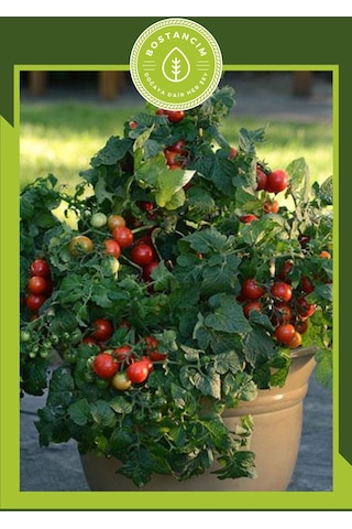 Bodur Cherry Domates Tohumu 30 Adet
