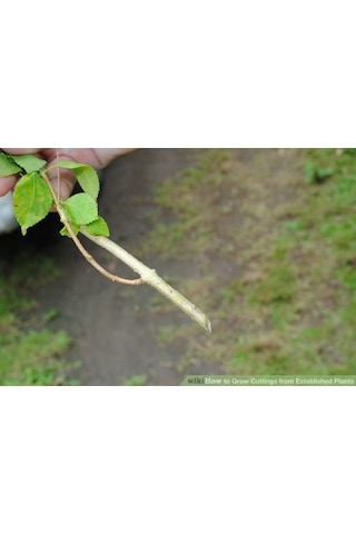 Iba Indol-3-Bütirik Asit (10 Gr) Köklendirme Hormonu Iba