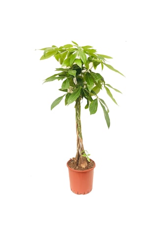 pachira para çiçeği örgülü 90-110cm