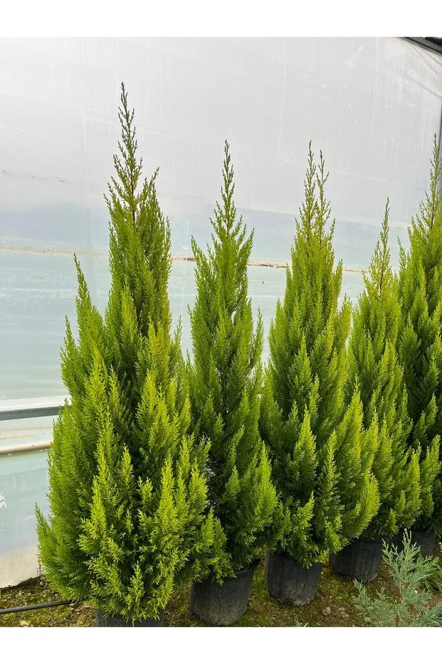 Selvi Limon Çamı 140-170 Cm