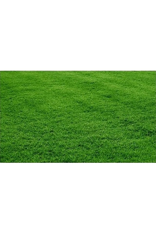GRass Seed 6'Lı Mix Karışım Çim Tohumu 10 KG