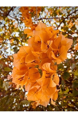 Turuncu Begonvi Gelin Tacı Çiçeği Fidanı 30 60 Cm 1 Adet Saksılı Bougainvillea