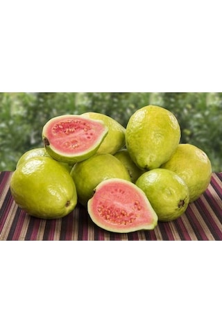 3 Yaşında Tüplü Fidan Guava Fidanı