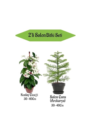 2'li Set Kızılay Çiçeği+ Salon Çamı Bitkisi Arokarya