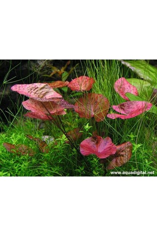 Nymphaea lotus (zenkeri) 5 Ad