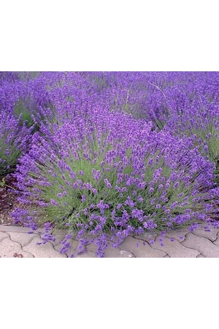 Lavanta Lavandula Angustifolia 5 Adet