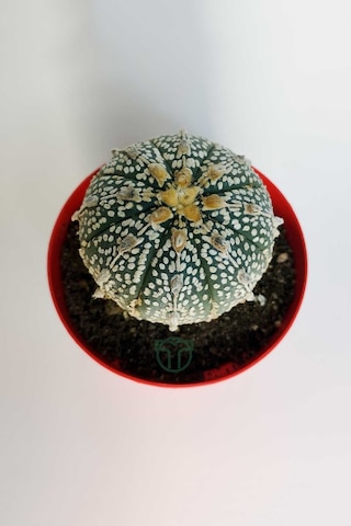 Astrophytum Asterias Super Kabuto Koleksiyon Kaktüs 8.5 Cm Kırmız 1 Adet