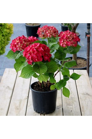 Videolu 4 Adet Kırmızı Çiçekli Ortanca Fidanı 30-60 Cm Tüplü Çiçekli Bodur Bitkiler Red Hydrangea
