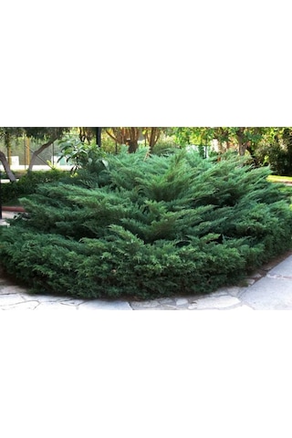 5 Adet Saksıda Yayılıcı Ardıç Fidanı Boy 40-50 Cm