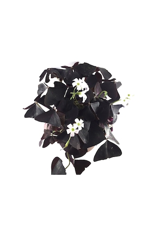 Oxalis Triangularis