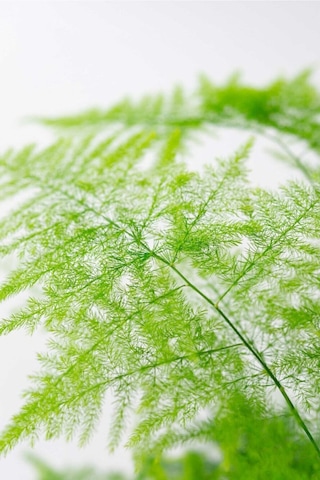 Çok Avantajlı Asparagus Setaceus Kuşkonmaz Mini Ev Ofis Salon Iç Mekan Bitkisi 20 Cm Diğer