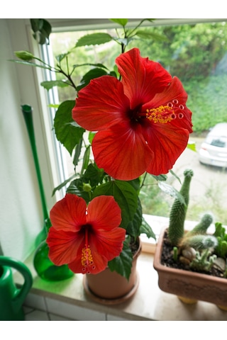 Japon Gülü Chinese Rose / Hibiscus 70 - 120 Cm Tüplü