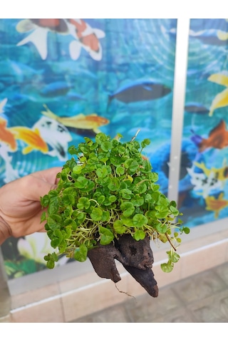Repens "Dichondra Repens"Mango Köküne Sarılı Kök Boy : 10 CM civa