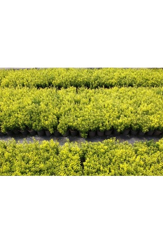Altuni Çıtır Taflan - Euonymus Microphyllus Pulchellus Aureus Celastraceae 3 Adet