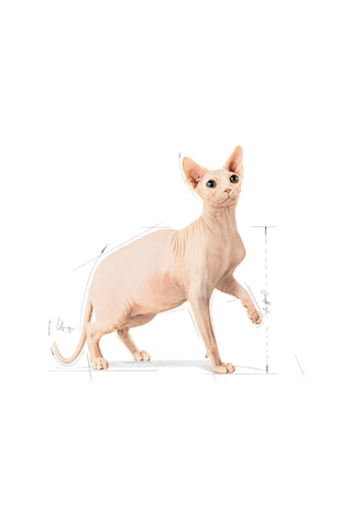 Royal Canin Adult Sphynx Yetişkin Kedi Maması 2 KG