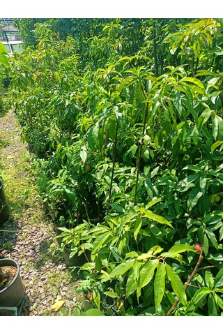 Yeşil Deniz Fidancılık Sweet Lady Nektarin Fidanı 70-120 Cm