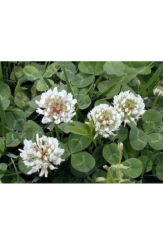 Üçgül Tohumu 250 GR Ak Üçgül Tohumu Trifolium Repens Aküçgül