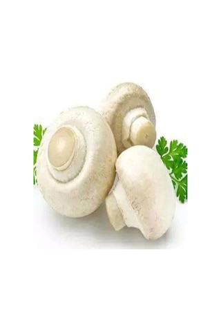 1 Gr Beyaz Şapkalı Kültür Mantarı Tohumu