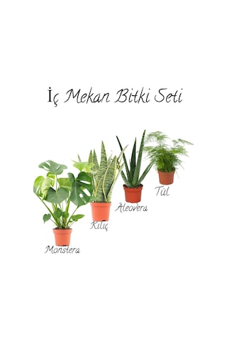 Deve Tabanı 40-55cm -sarı Kılıç 15-30cm -aleovera 15-25cm -tül Kuşkonmaz 15-25cm