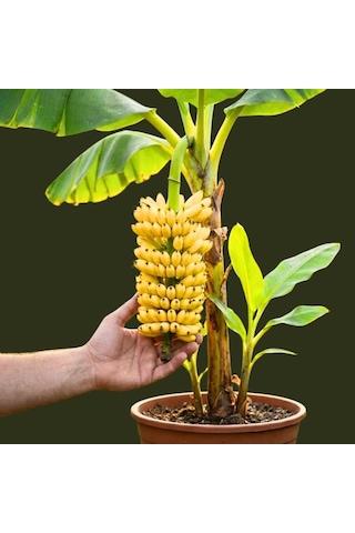 Truly Tiny Dünyanın En Küçük Muz Fidanı - Saksıda Meyve Veren Bodur Muz Ağacı 30-50 Cm