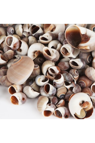 Tahtakale Toptancı Moonshell Brown Kiloluk Deniz Kabuğu 1 Kg